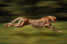 кто из животных пробежит быстрее всех стометровку?