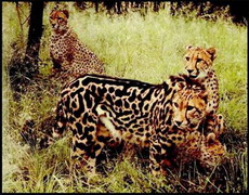 журнал «юный натуралист» о гепарде