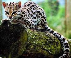 маргай, американская кошка, leopardus wiedii