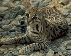 оцелот, leopardus pardalis