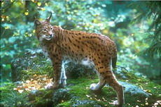 рыжая рысь (бобкэт), lynx rufus