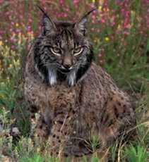 испанская рысь, lynx pardinus