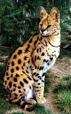 сервал, leptailurus serval
