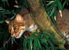 пятнисто-рыжая кошка, prionailurus rubiginosa