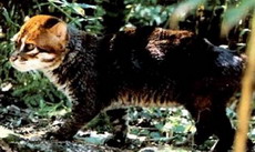 суматранская кошка, prionailurus planiceps