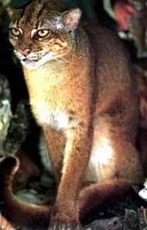 калимантанская (борнеоская) кошка, catopuma badia