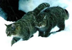 степная кошка, felis lybica