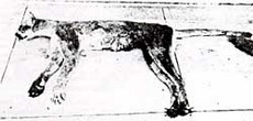 онза (ацтекская кошка) / felis concolor