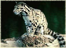 дымчатый леопард / neofelis nebulosa