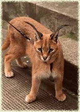 каракал / felis caracal