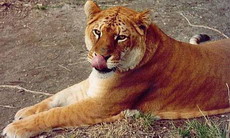 тигеон (тигролев, тиглон, тигрон) - panthera tigreo