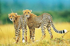 люди могут помочь леопардам избавиться от их пятен