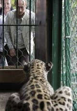 редкого леопарда из сочи отправят в зоопарк