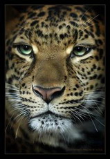 амурский леопард в зоопарке миннесоты