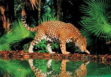 вымирающий дымчатый леопард неожиданно родился в зоопарке