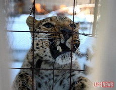 леопарда из речника приютят в зоопарке