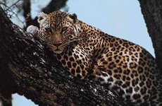 дальневосточный леопард появился в нижегородском зоопарке