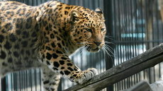 два детеныша амурского леопарда родились в таллинском зоопарке