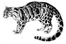 дымчатый леопард (neofelis nebulosa)
