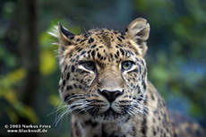 леопард(panthera pardus). краткая инофрмация