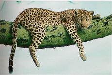 леопард в южноафриканском заповеднике