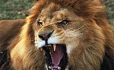 скольких  знаменитые  львы-живодеры съели в кении? подсчитано