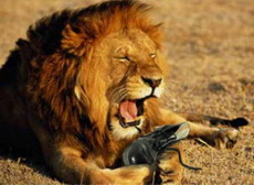 пострадавшие от львов туристы подали в суд на руководство резервации