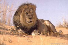 лев убил работника китайского парка дикой природы