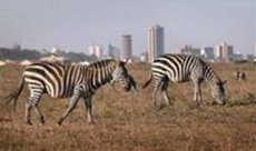 кенийским львам загонят зебр к обеду
