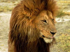 львы и другие хищники гибнут от ядов в национальных парках уганды