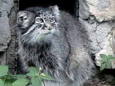 некоторые особенности и проблемы содержания манулов (otocolobus(felis) manul) в неволе