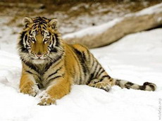 в петербурге пройдет  тигриный  саммит