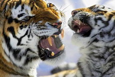  тигриный саммит  переносят из владивостока в москву или петербург