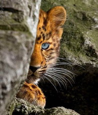 в китае начинается проект по восстановлению популяции амурского тигра