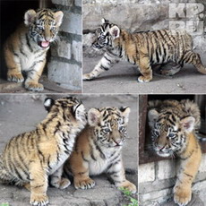 у амурских тигров в казанском зоопарке прибавление в семье