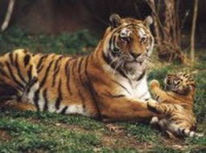 в приморье из-за нерадивой мамаши погибли три тигрёнка