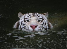 wwf продолжает  играть  в сохранение амурских тигров
