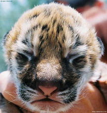 двенадцать интересных фактов о тиграх