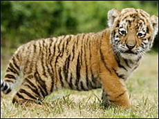 в индийском тигровом парке не осталось тигров