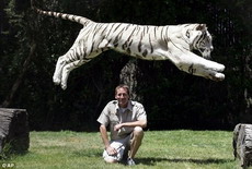 в калифорнии белого бенгальского тигра научили нырять за куском мяса