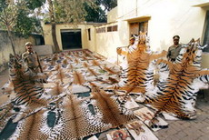 малайзийские тигры вымрут через десять лет