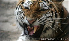 амурский тигр, отловленный на трассе владивосток-хабаровск, умер