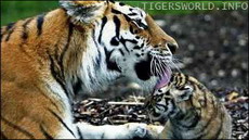 wwf россии обеспокоен возможностью заражения тигров в приморье чумой