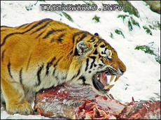 два уссурийских тигра едва не убили смотрителя парка дикой природы