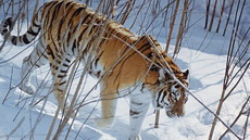экологи впервые за последние 5 лет обнаружили в еао амурского тигра