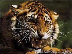тигр напал на смотрителя в шанхайском зоопарке