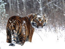 за убийство амурского тигра будут штрафовать на 500 тысяч рублей