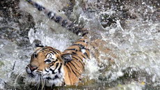 угрозы боевиков-маоистов сорвали перепись тигров в индии