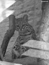онцилла, или тигровая кошка
