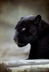  черная пантера , посеявшая панику на юге франции, оказалась обычным котом